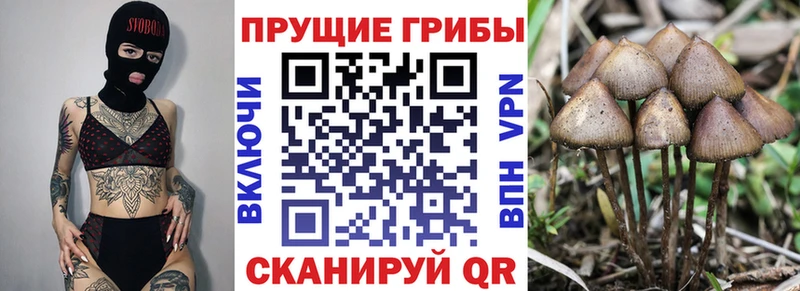 Купить где  Луга  Галлюциногенные грибы мухоморы 